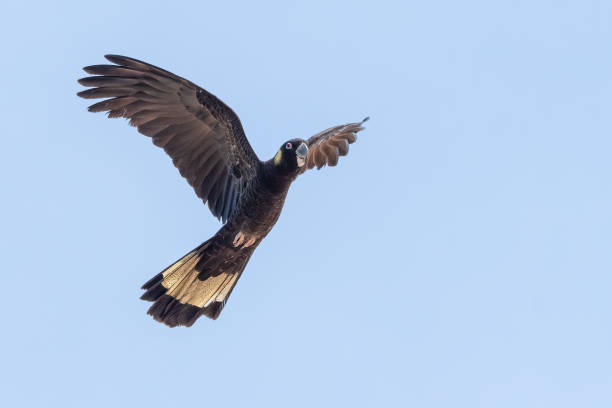 istock Yellow-tailed black cockatoo 1430612549