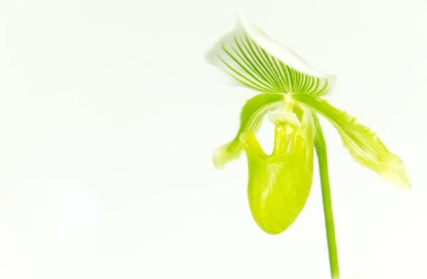 Lady slipper orchid isolated on white background