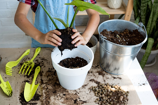Girl transplants a potted houseplant philodendron into a new soil with drainage. Potted plant care, watering, fertilizing, hand sprinkle the mixture with a scoop and tamp it in a pot. Hobby and environment