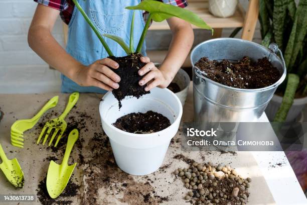 Girl Transplants A Potted Houseplant Philodendron Into A New Soil With Drainage Potted Plant Care Watering Fertilizing Hand Sprinkle The Mixture With A Scoop And Tamp It In A Pot Hobby And Environment Stock Photo - Download Image Now