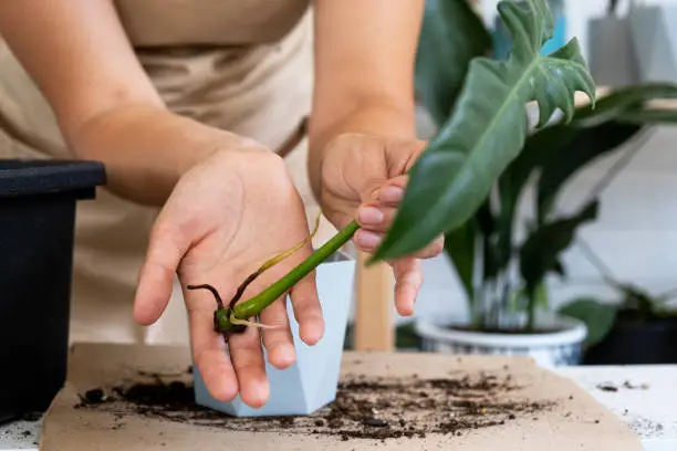 Photo of The stalk of a domestic plant with roots for reproduction and planting with a pot with soil. Hobbies and care of potted plants, breeding business, cuttings