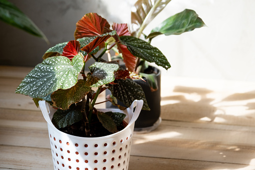 Home potted plant begonia decorative deciduous in the interior of the house. Hobbies in growing, caring for plants, greenhome, gardening at home.