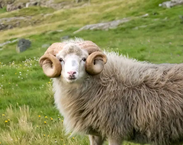 Photo of Faroese sheep near the town of EiÃ°i, Eysturoy island, Faroe Islands