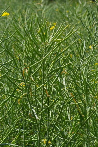 istock Rapeseed field before harvesting. Brassica napus, oilseed rape 1430615004