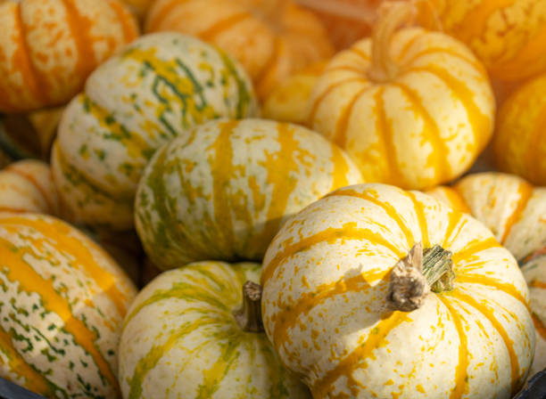 istock Pumpkin Texture Background, Squash Farm, Orange Autumn Pumpkins Harvest 1430615582