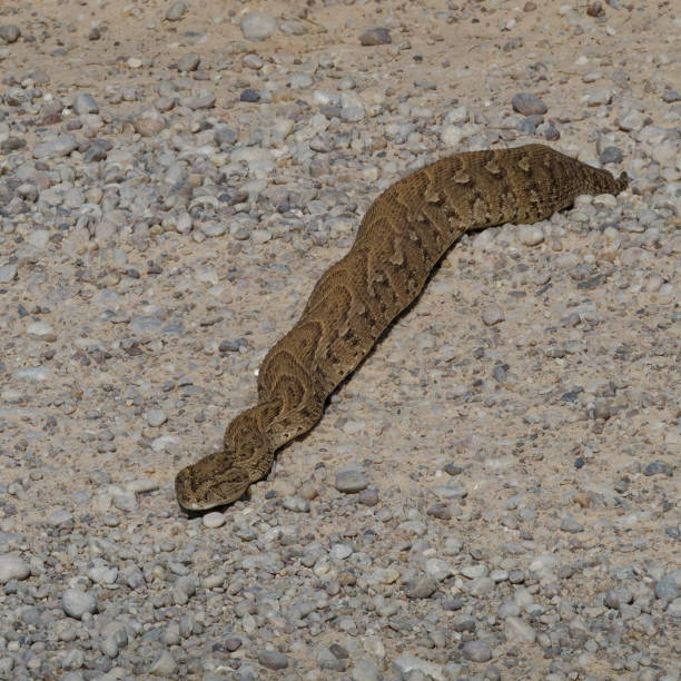 Puff adder sailing across dirt road Puff adder crossing dirt road in Kgalagadi Transfrontier Park in South Africa puff adder bitis arietans stock pictures, royalty-free photos & images