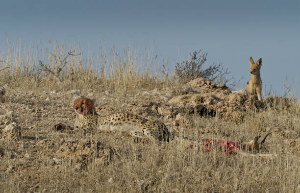 Black-backed Jackal waiting to steal cheetah kill with cheetah resting with full belly in Kgalagadi Transfrontier Park, South Africa