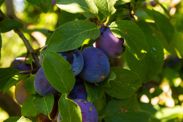 istock Branches on a italian plum tree heavy with ripe fruit 1430616605