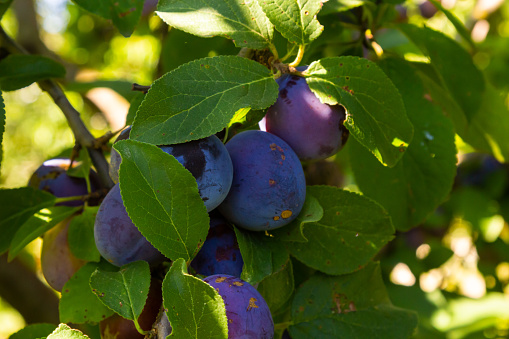 In the garden on a branch of a tree ripe plums