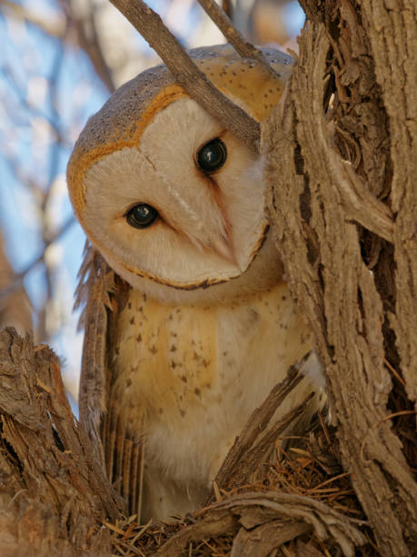 istock Portrait of Barn Owl 1430616635