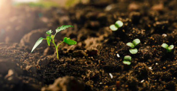 istock Green young plant sprout growing in the ground 1430618090