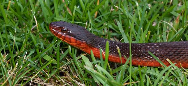 Portrait of a red bellied water snake on grass just before dawn