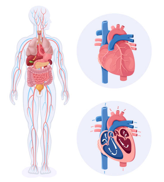 illustrations, cliparts, dessins animés et icônes de organe interne humain avec cœur. système circulatoire cardiaque humain. - human heart heart disease healthy lifestyle human internal organ