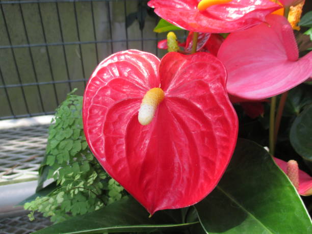 istock Red anthurium flower with heart shape 1430620537