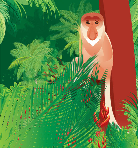 ilustraciones, imágenes clip art, dibujos animados e iconos de stock de mono probóscide, (nasalis larvatus) - monkey proboscis monkey malaysia island of borneo