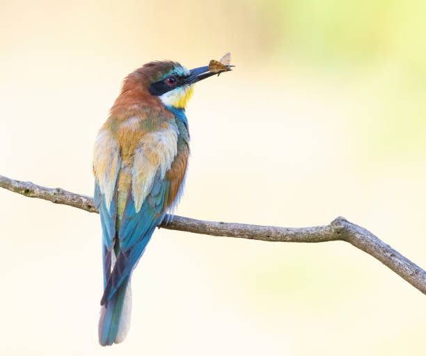 istock European bee-eater, Merops apiaster. A bird holds a butterfly in its beak 1430622445
