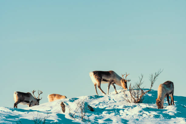 Reindeer grazing in the snow during winter in Northern Norway Reindeer grazing in the snow during winter in Northern Norway. The Reindeer are living in a natural environment. finnmark stock pictures, royalty-free photos & images