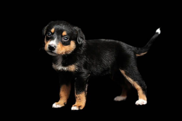 istock Black puppy low key picture in a studio 1430627111