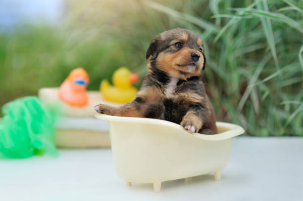 Little brown puppy while bathing procedures Little brown puppy while bathing procedures pet grooming salon stock pictures, royalty-free photos & images