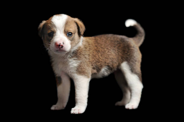 istock Little puppy standing at the black studio background 1430627178