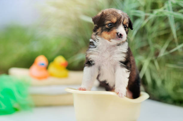 istock Pretty mixed breed puppy having bath in the garden 1430627218