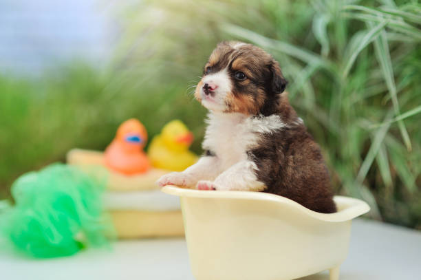 istock Little mixed breed puppy having bath in the garden 1430627219