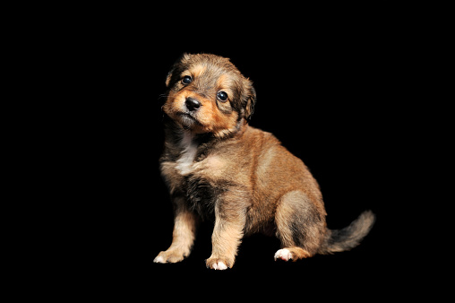 Cute brown sitting puppy in a black studio looking to the camera