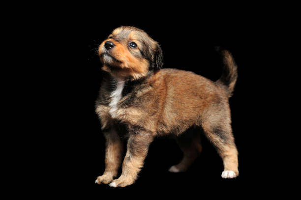 istock Happy brown puppy standing against black background 1430627431