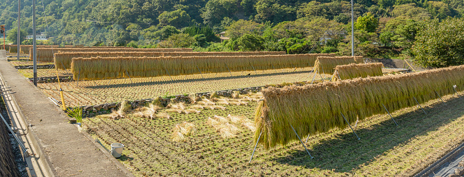 It is a scenery of the sun drying after the rice harvest is finished.