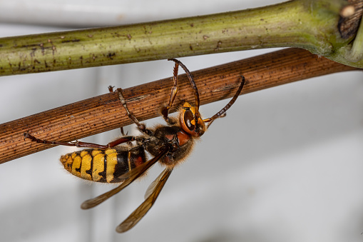 Close up of european giant hornet sitting on a thin branch, alive, autumn garden, rich in details, vespa crabro