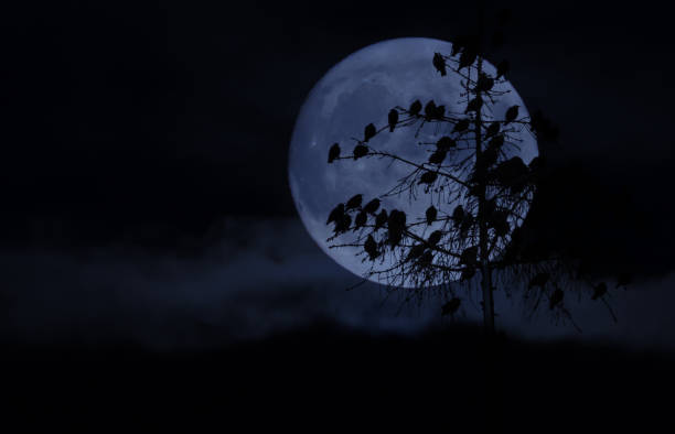 istock Creepy end time atmosphere, birds and full moon in blue-black 1430628826
