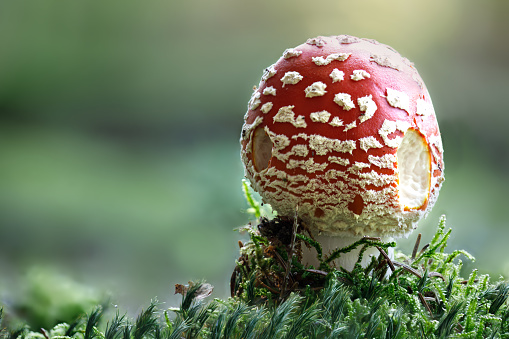 Red toadstool, young, poisonous mushroom in the forest, closed cap blurred background, copyspace, Amanita muscaria