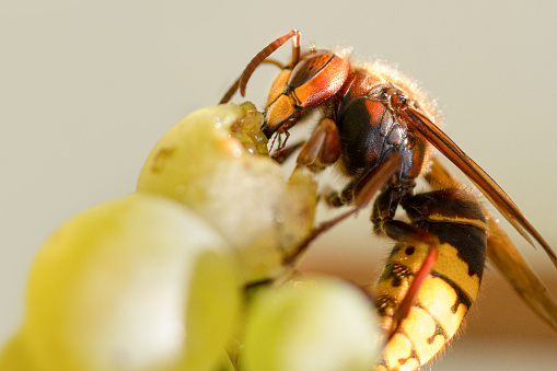 Extreme close up of a living giant european hornet eating on a wine grape, detailed side view, vespa crabro