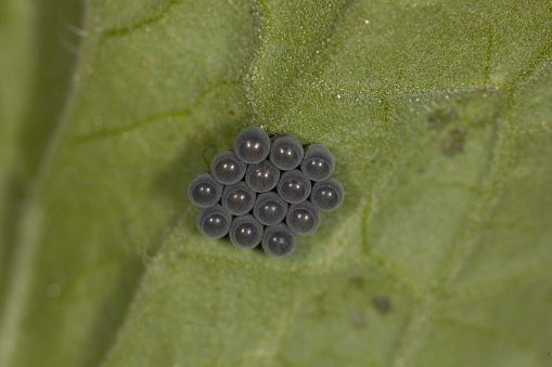 Clutch of many grey eggs, usually shining green, of the green shield bug parasitized by wasps, Heteroptera, Palomena prasina