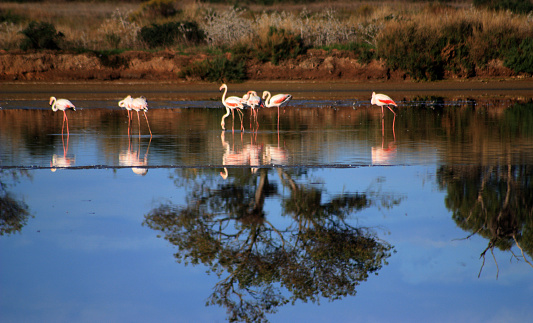 flamingos in the ria formosa