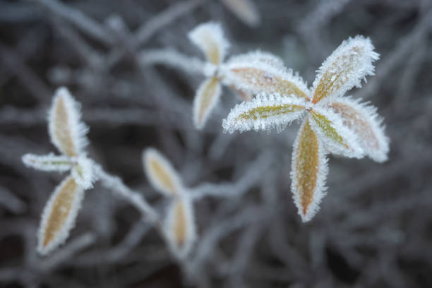 Closeup of small greenish yellow leaves covered with white hoar frost