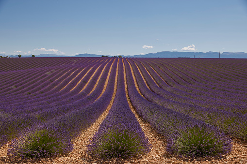 Lavender field during a beautiful sunny day. In the foreground the beautiful purple colored lavender and in the background the mountains are on the horizon.