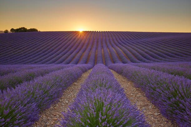istock Lavender field during a beautiful sunrise 1430631667