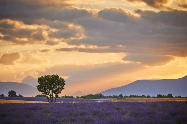 istock Lavender field during a beautiful sunrise 1430631835