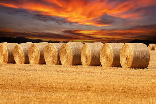 Row of golden hay bales in a sunny summer day with a beautiful sunset sky on background, Padan Plain or Po valley (Pianura Padana), Lombardy, Italy, southern Europe.