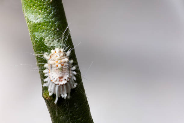 makro der baumwollkissenskala auf zitruspflanze, icerya purchasi - scale insect stock-fotos und bilder