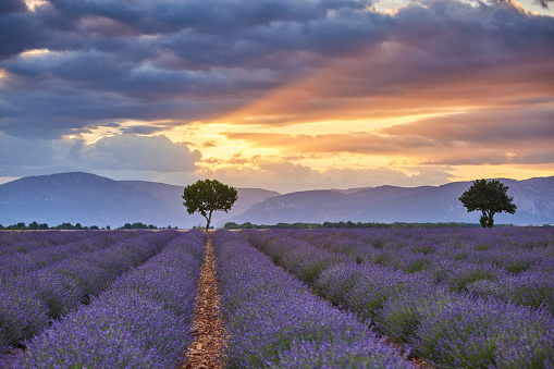 Lavender field during a beautiful sunrise. In the foreground the beautiful purple colored lavender and in the background the sun rising over the mountains. There are a number of trees at the end of the lavender field