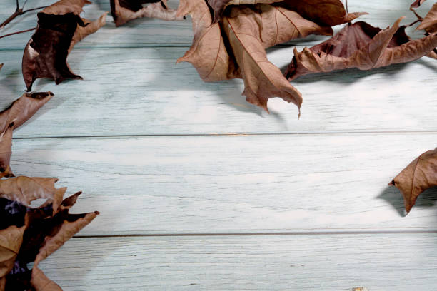 Nature dry red maple leaf on blue wood with shadow for background