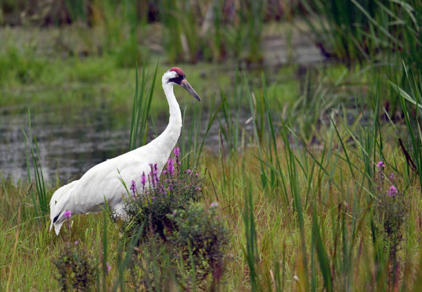 Whooping Crane Whooping Crane foraging in marsh whooping crane stock pictures, royalty-free photos & images