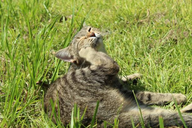 istock Gray and Black Tabby Scratches Face 1430637529