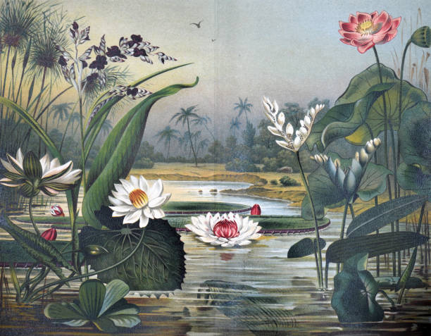 Exotic waterplants jungle wallpaper. hand drawn tropical jungle waterplants.papyrus antiquorum pistia stratiotes, thalia dealbata and nelumbium speciosum. vintage botanical hand drawn illustration. vintage waterplants poster. Exotic waterplants jungle wallpaper. hand drawn tropical jungle waterplants. papyrus antiquorum pistia stratiotes, thalia dealbata and nelumbium speciosum. vintage botanical hand drawn illustration. vintage waterplants poster. archival stock illustrations