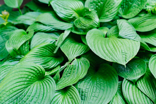 istock Plantain hosta in landscape design. 1430638230