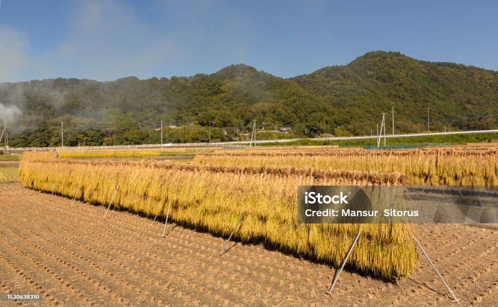 Traditional Rice System Drying Drying Rice Just Harvested Stock Photo - Download Image Now ...
