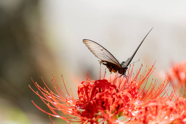 A Spotted Jezebel butterfly (Delias aganippe) delicately pollinating a cluster of white cherry blossom flowers. The butterfly’s vibrant black, white, red, and yellow markings contrast beautifully with the soft white petals