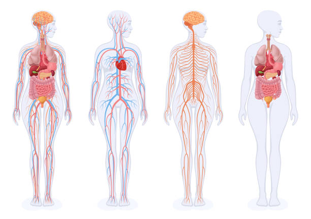 illustrazioni stock, clip art, cartoni animati e icone di tendenza di organi interni umani, sistema circolatorio e sistema nervoso. corpo femminile. - human vein illustrations
